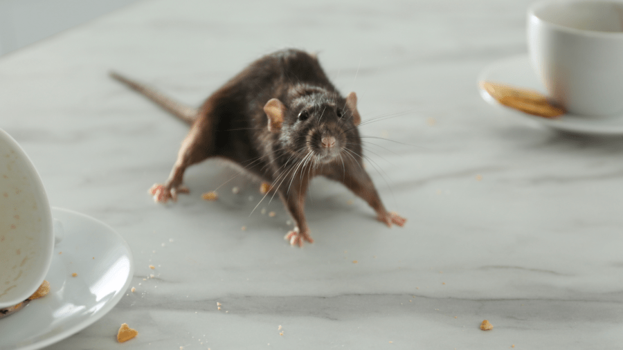 rodent control