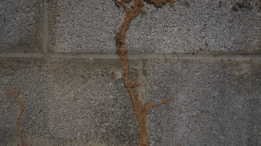 subterranean termites