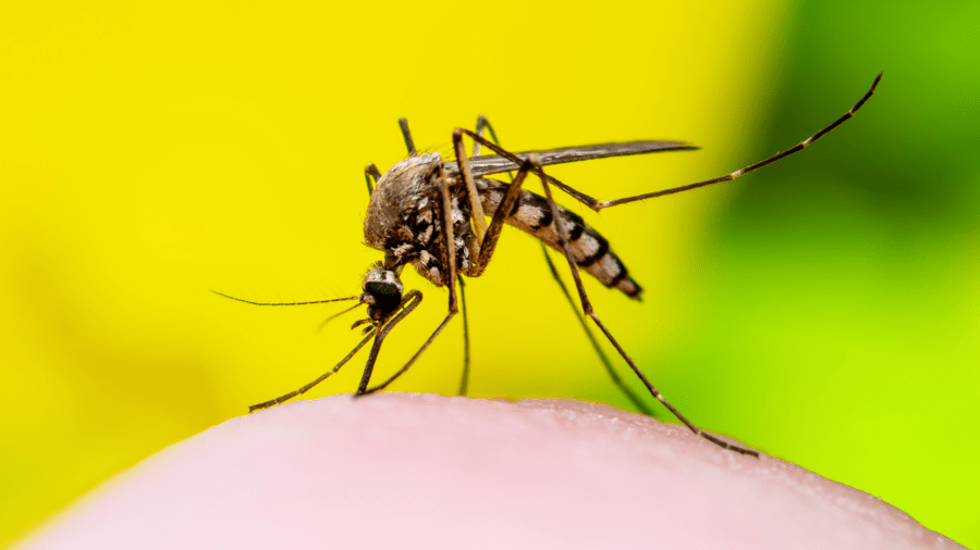 mosquito season in florida