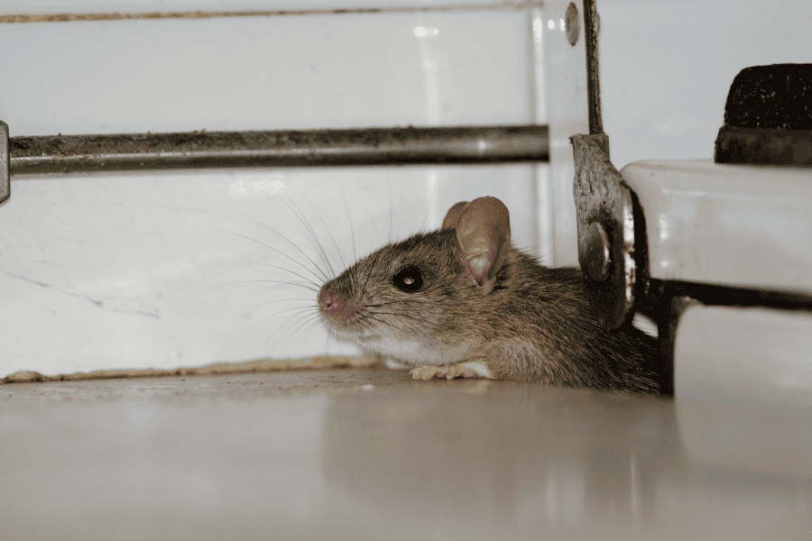 rodent control