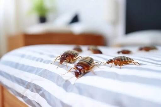 effective bed bug control