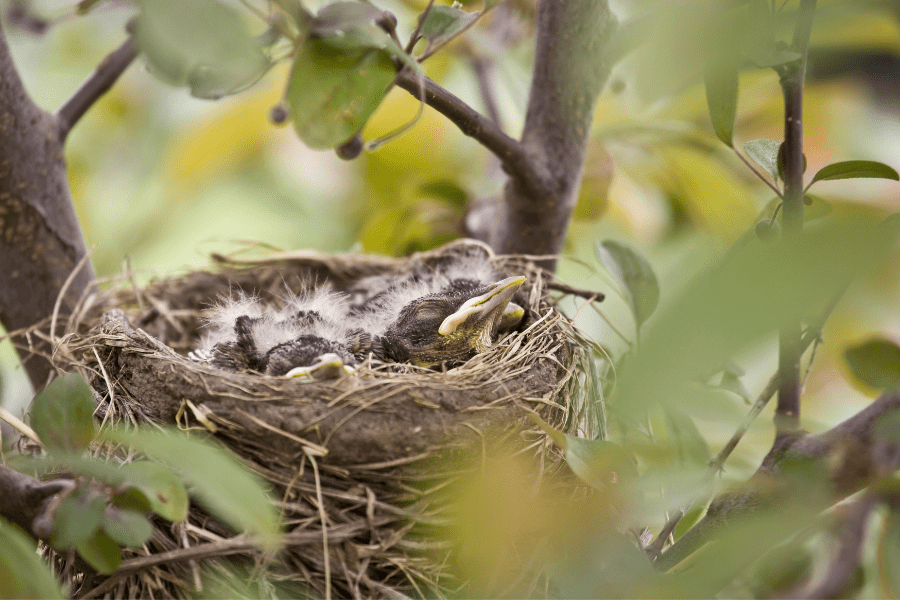bird nest removal