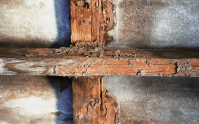 Termite Control for Commercial Properties: Protecting Your Building from Damage