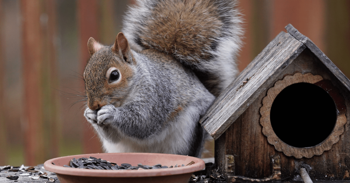 squirrel control