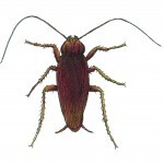 American Cockroach