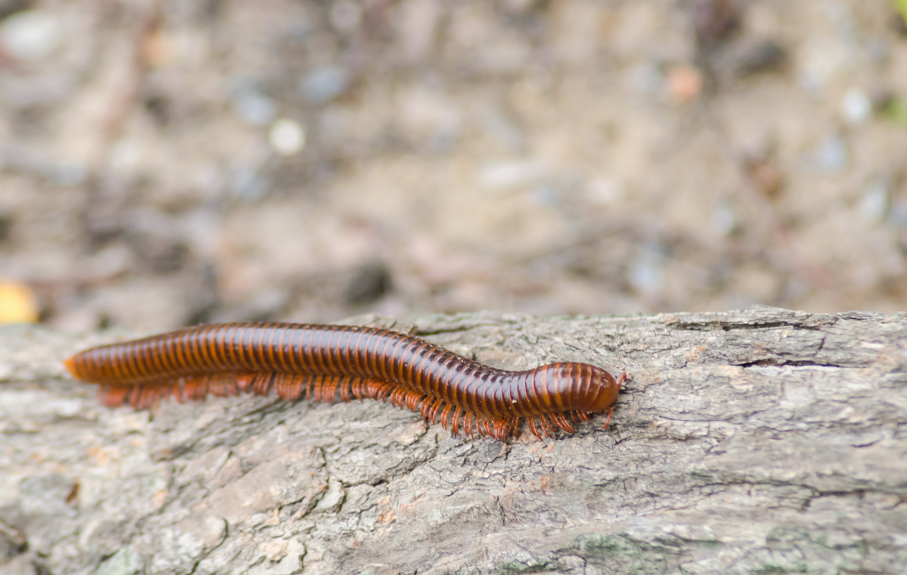 millipede millipedes