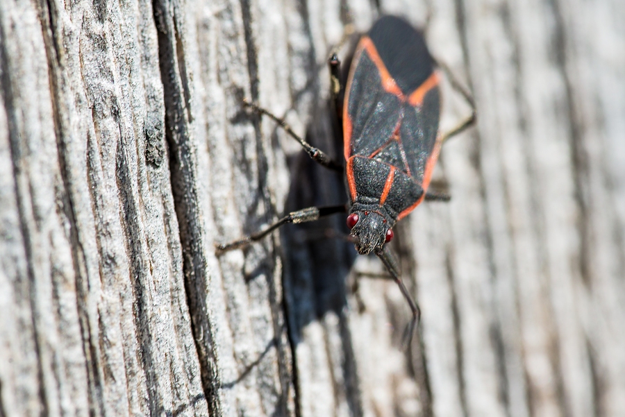 Boxelder bugs A close-up of a boxelder bug crawling down a tree