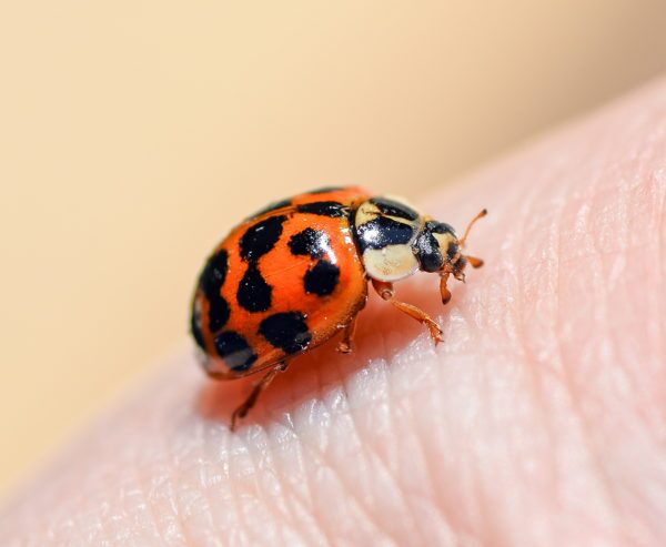 ladybug ladybug
