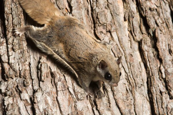 Flying Squirrel Flying Squirrel