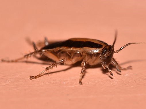 Adult German Cockroach