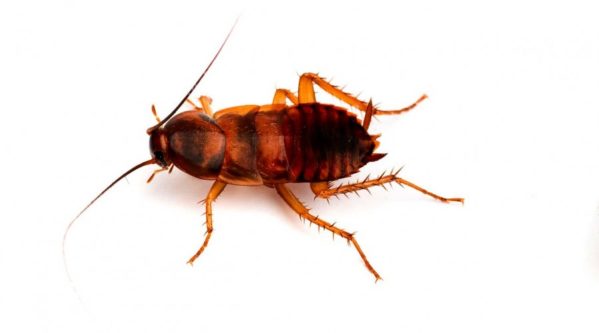 Brown-Banded Cockroach