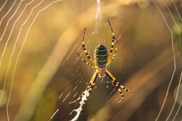 Fall Without the Surprise Spider Encounter