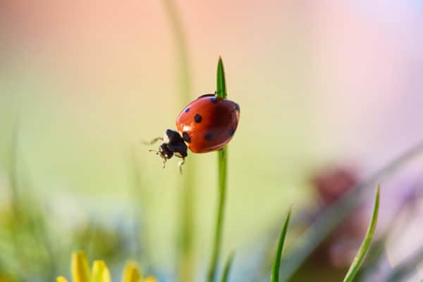 Ladybug
