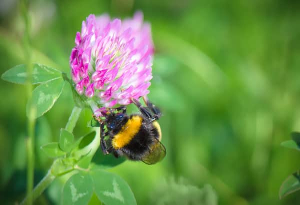 Common Summer Pests Common Summer Pests