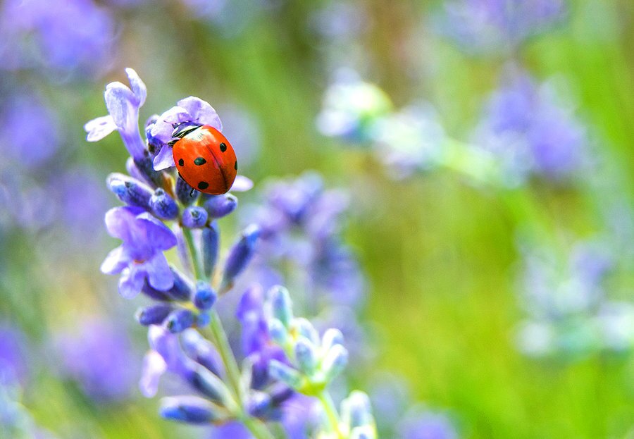 Lady Bug On Lavender Flowers In Garden