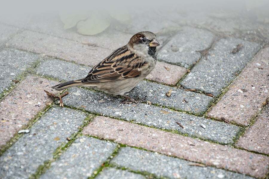 How To Get Rid Of Nuisance Birds