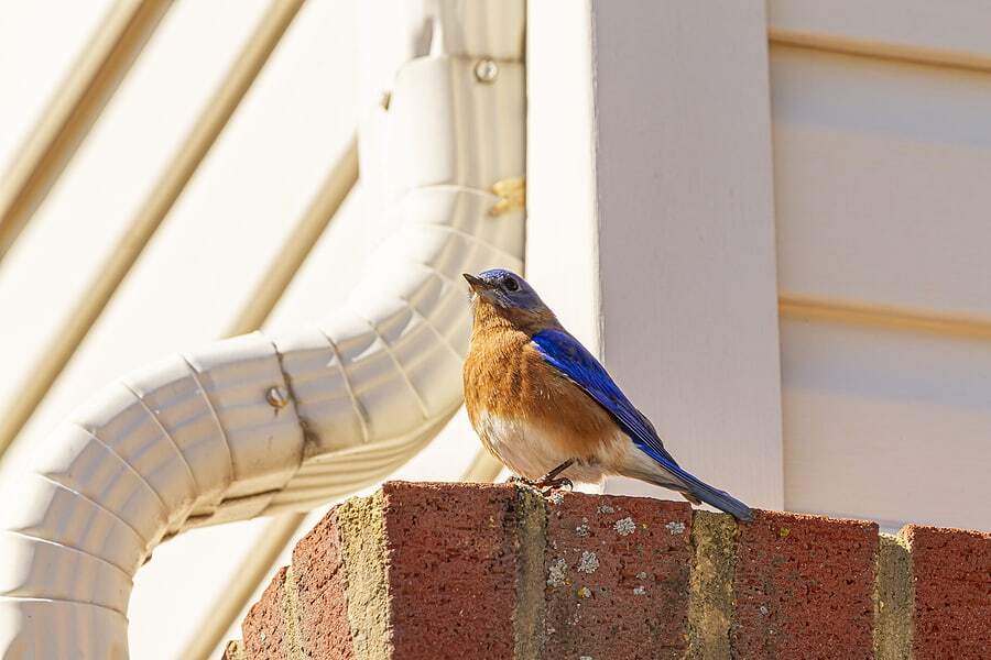 Controlling Birds During the Summer Months