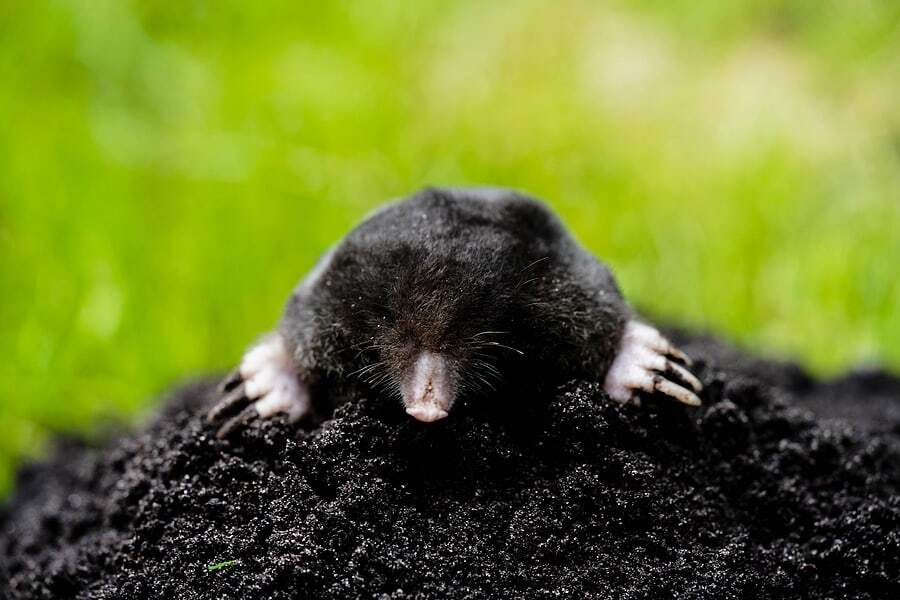 Moles Moles