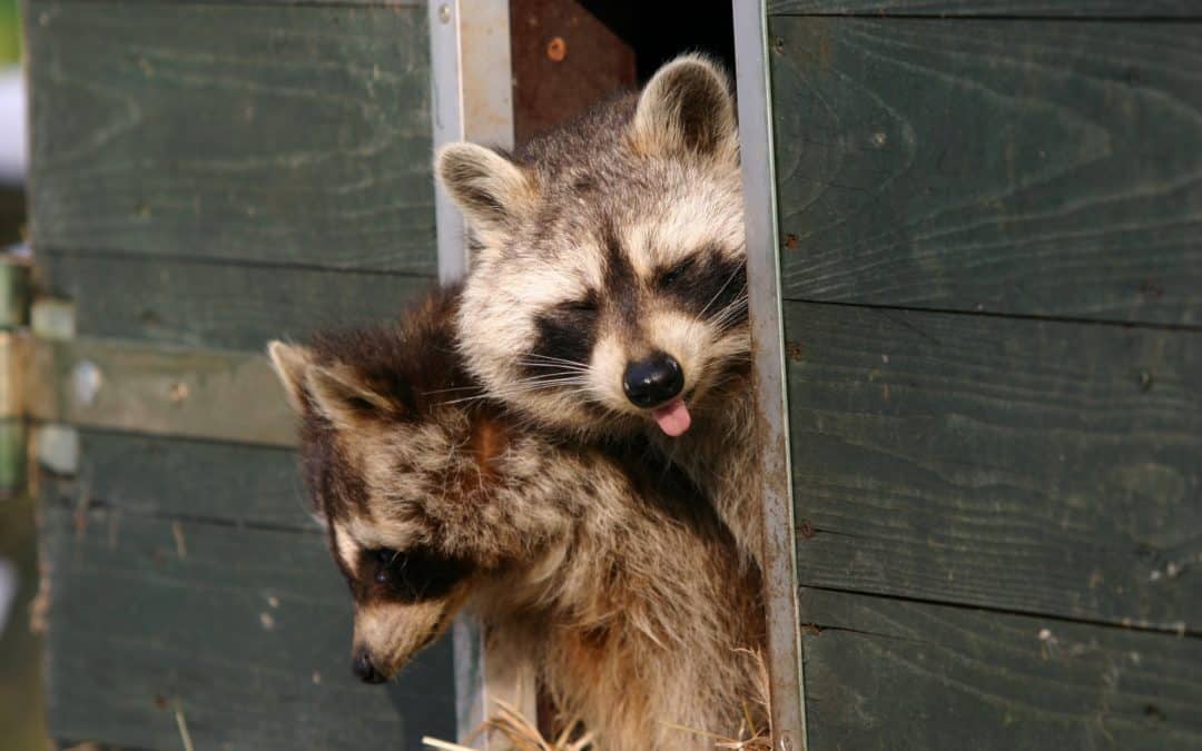 Preparing for Fall Wildlife