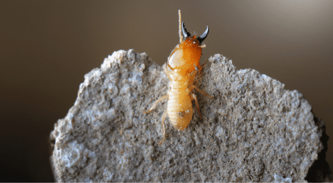 How Do I Know If I Have Termites?