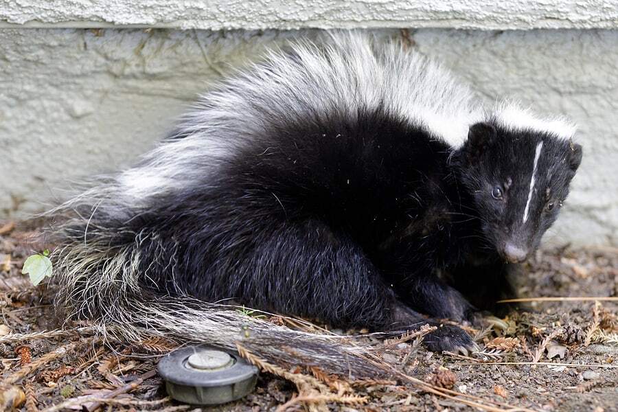 Skunks