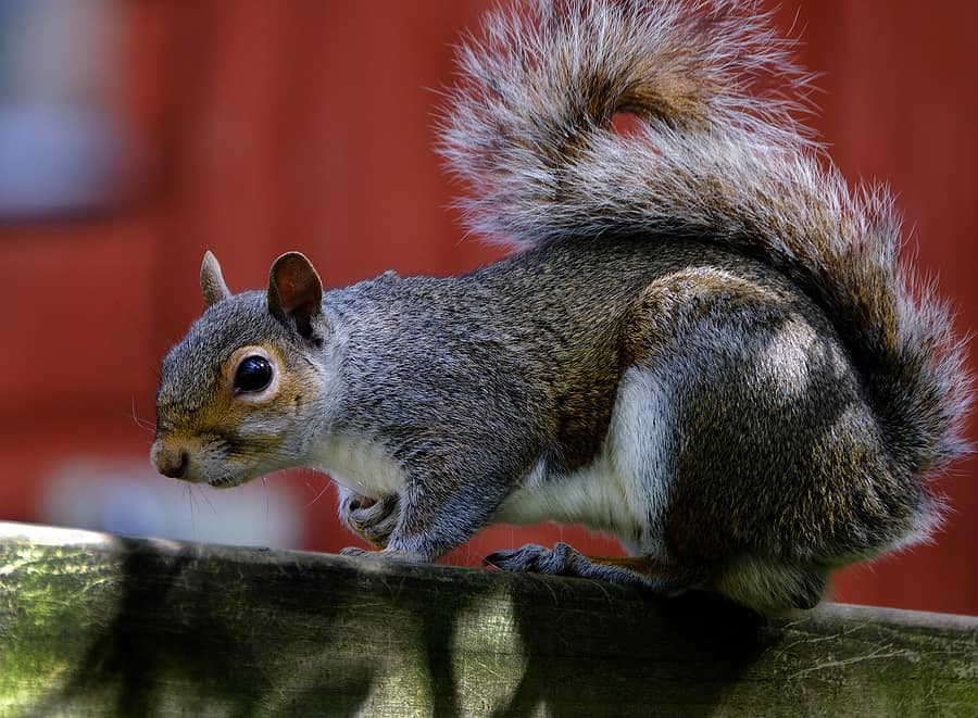 Common Spring Wildlife Issues