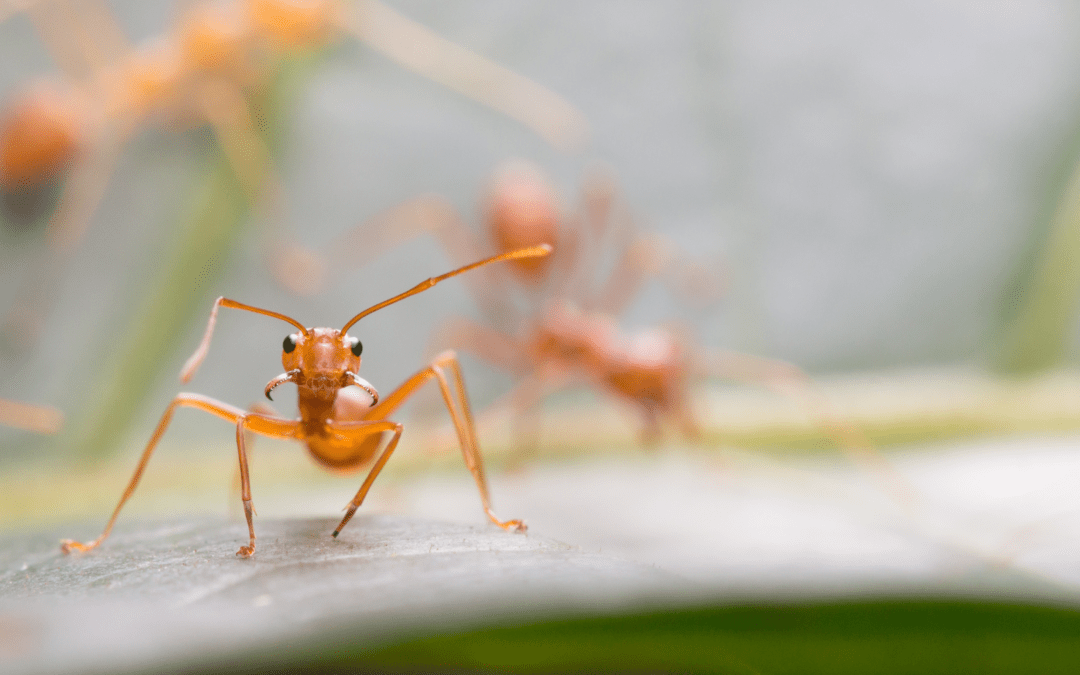 Don’t Let Fire Ants Ruin Your Summer