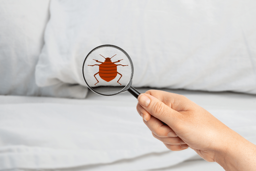 Are Bed Bugs Active in the Winter?