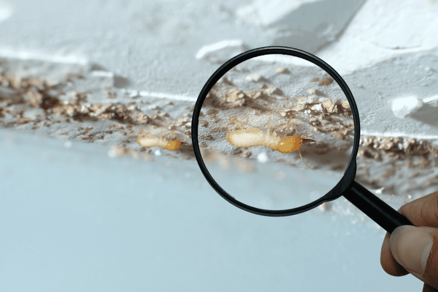 termite treatment termite treatment