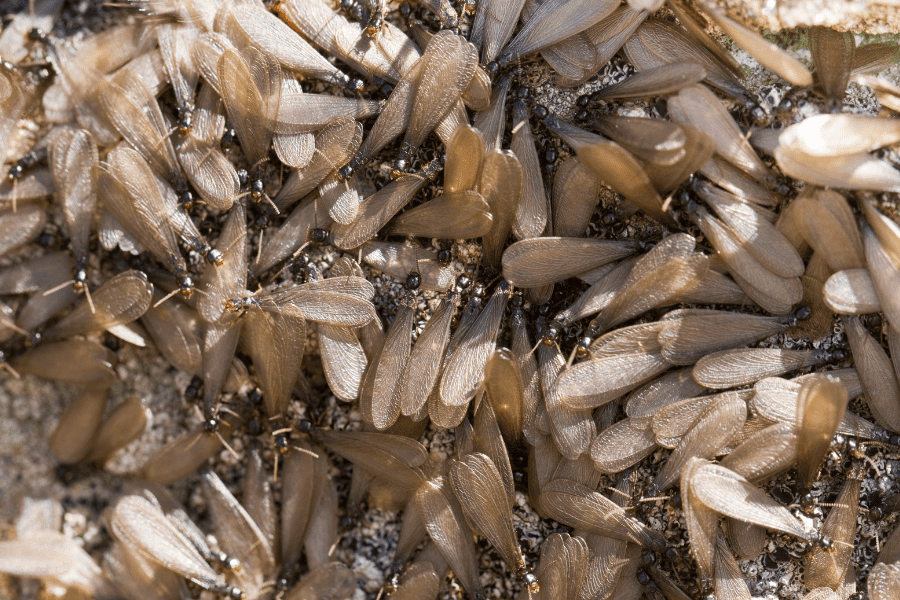 Swarming Termites swarming termites