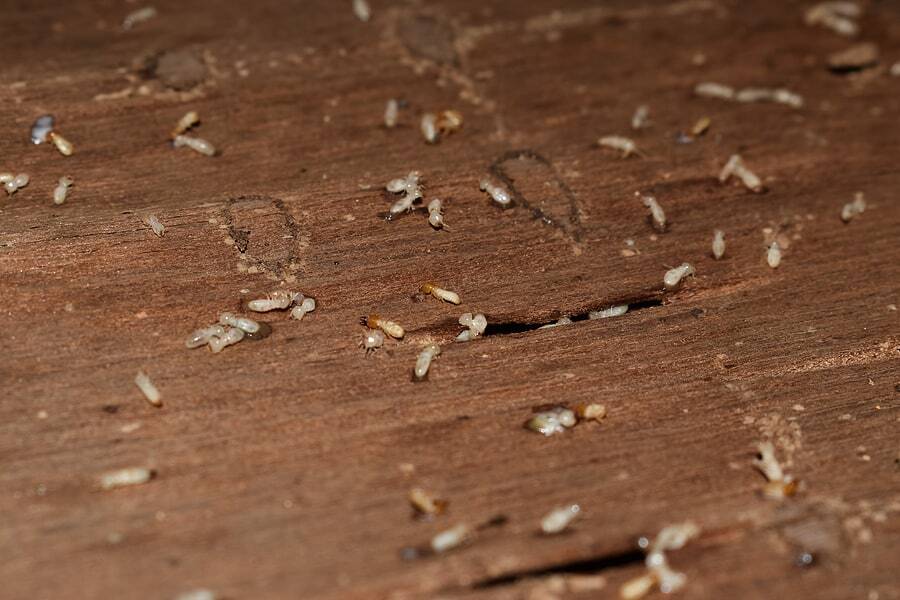 Preventing Termites in Alabama