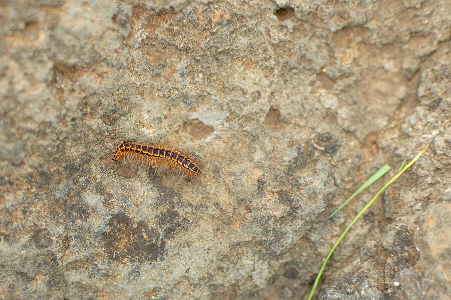 centipedes centipedes