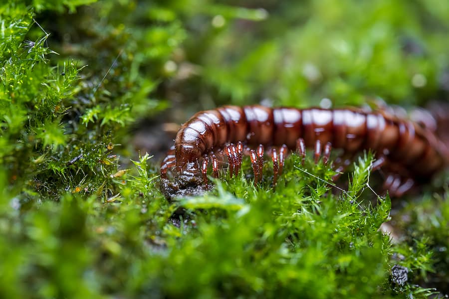 Centipedes and Millipedes Centipedes and Millipedes