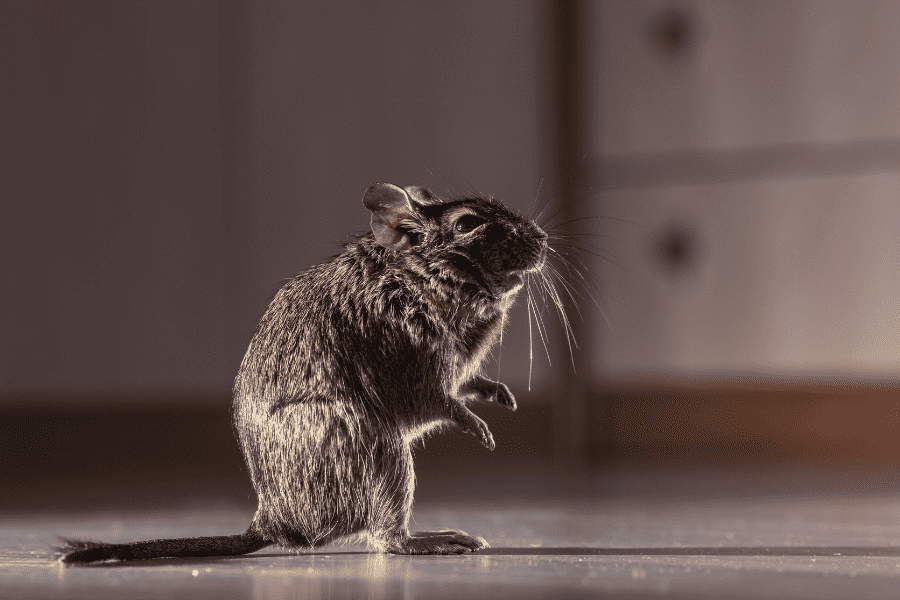 How to Avoid Rodents on My Sunrise Property