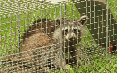 What’s The Best Bait For A Raccoon Trap?