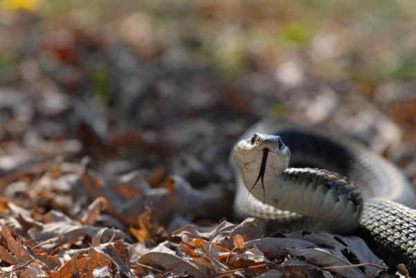 Keeping Snakes Out of Your Florida Yard