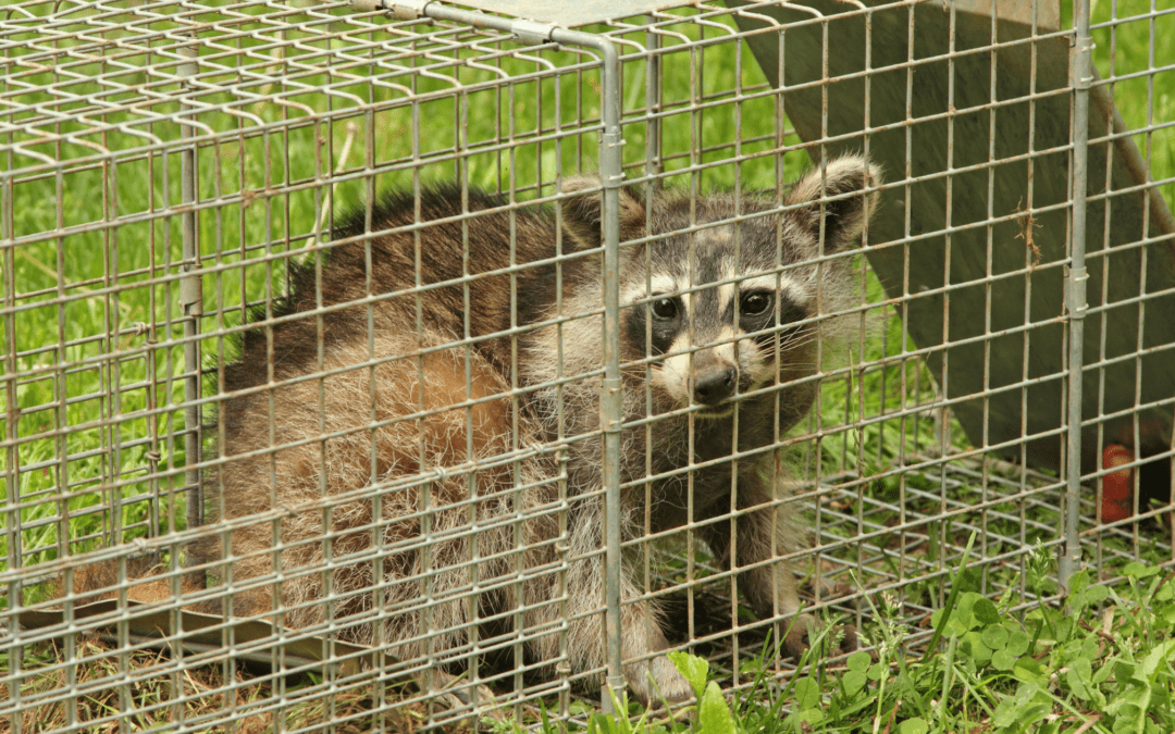 What Bait Is Best For A Raccoon Trap?