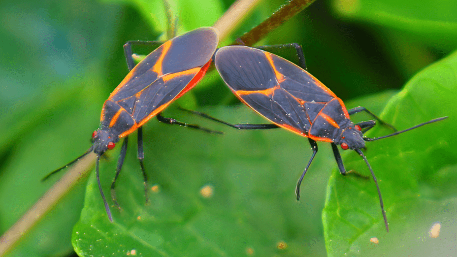 NW faqs about boxelder bugs Blog Cover boxelder bug
