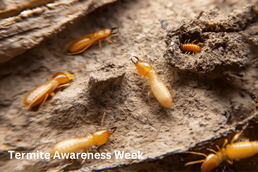 Combatting Termites the Green Way: Termite Week and Eco-Friendly Termite Control Solutions in Bonita Springs, Florida