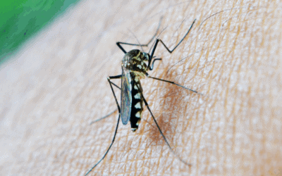 Mosquito Problems? What “Pest Control Near Me” Can Do For Your Backyard