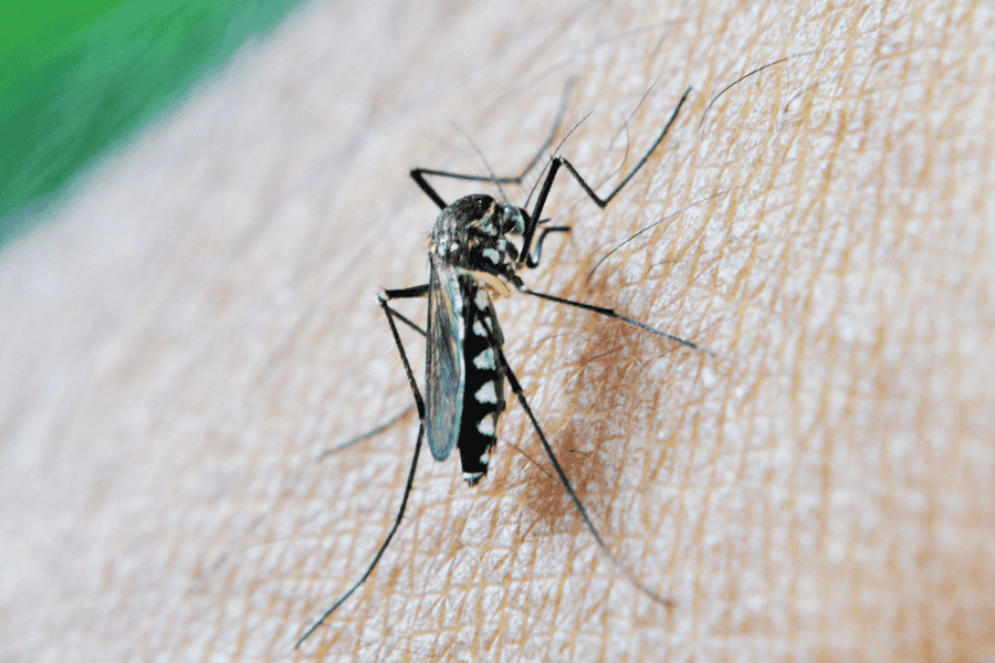 Mosquito Problems? What “Pest Control Near Me” Can Do For Your Backyard