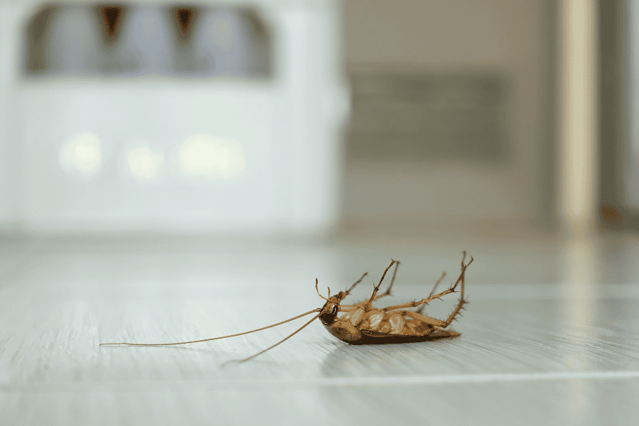 How Do I Choose the Best Pest Control Near Me?