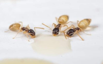 Ghost Ants in Florida: The Tiny Invaders You Shouldn’t Ignore