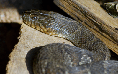 Snake-Proofing Your Tennessee Home: What Really Works?