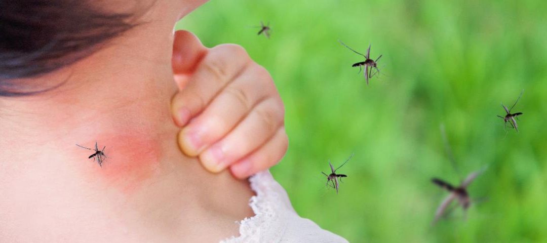 Sustainable Mosquito Control in Alabama: How to Protect Your Home