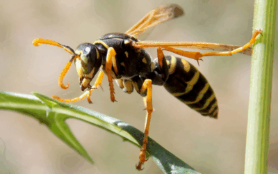 Heat Brings More Stingers: Protect Your Home from Wasps & Hornets
