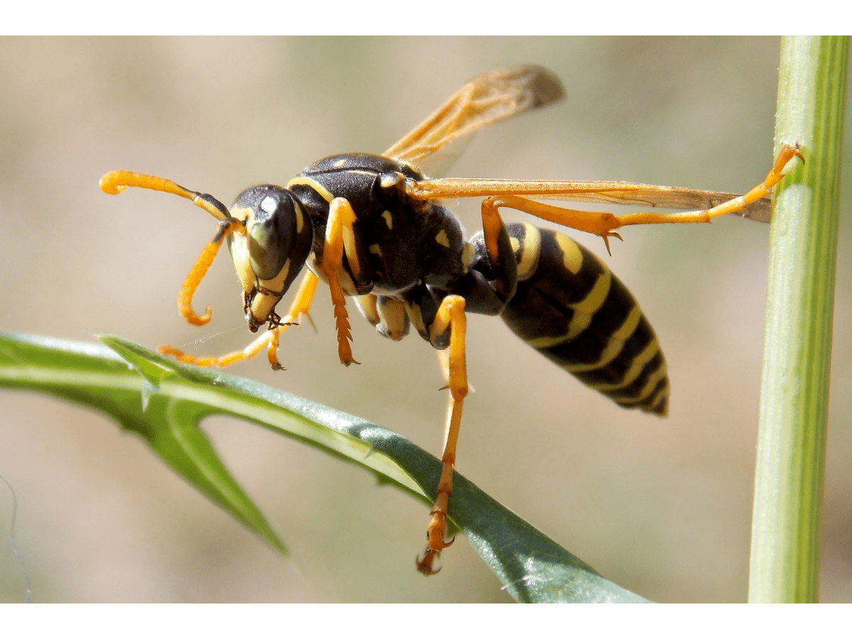 Wasps and Hornets