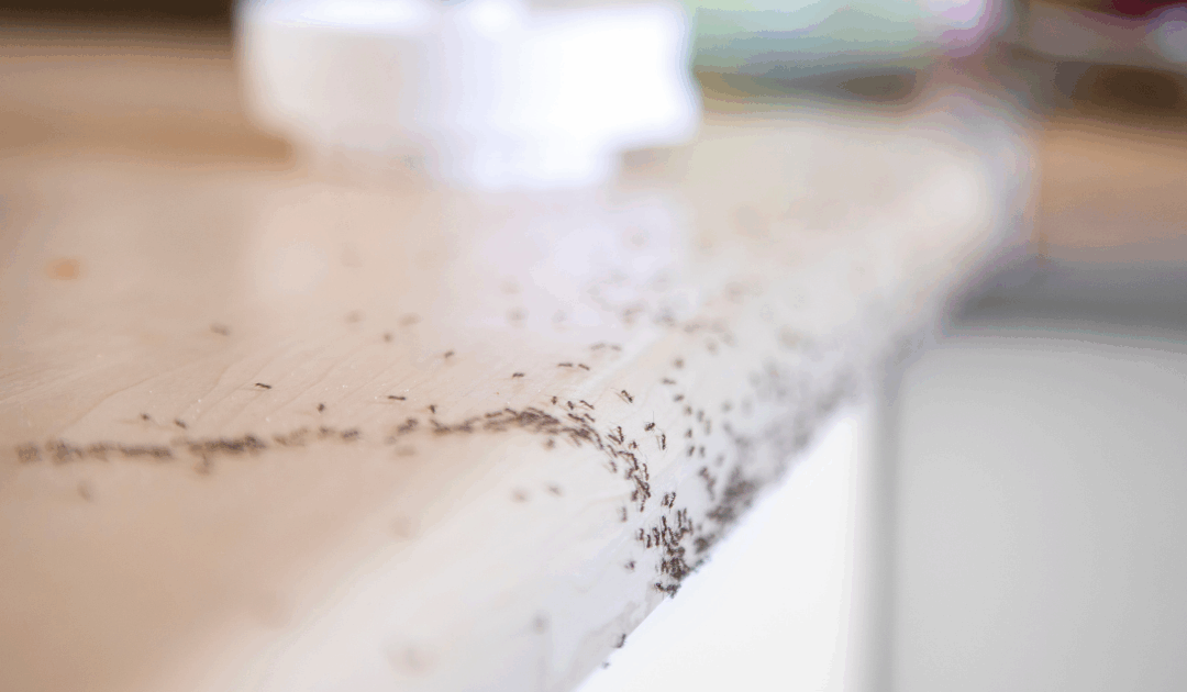 The Ant-icipation is Over: How to Keep Ants Out for Good in Fort Myers