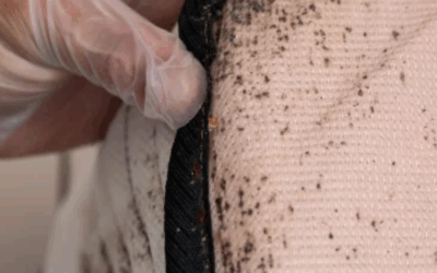 How Did Bed Bugs Infest My Murfreesboro Home?