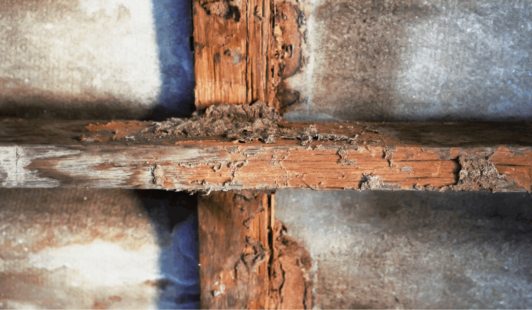 Termite Control for Commercial Properties: Protecting Your Building from Damage